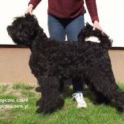 Duma Magiczna Czerń FCI