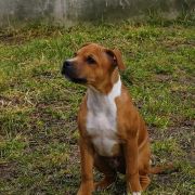 GORDON Funny-Staffy (FCI)
