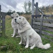 Pretty spod Bukowej Kalenicy FCI 