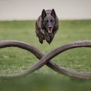 Bahama Black Beck Herders 