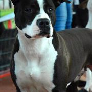 Bhargavi Crazy Staff 3