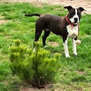 Bhargavi Crazy Staff 4