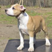 BIG NEMEZIS ROCKET BABE FCI 