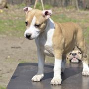 BIG NEMEZIS ROCKET BABE FCI 