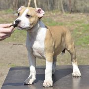 BIG NEMEZIS ROCKET BABE FCI 