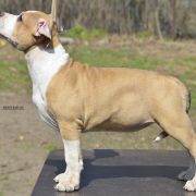 BIG NEMEZIS ROCKET BABE FCI 