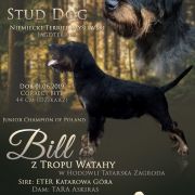 BILL z Tropu Watahy 