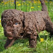 BINTAN Pies de Perro (FCI)