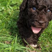 BINTAN Pies de Perro (FCI)