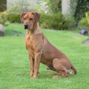 BISHAHA Volarius FCI