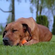 BISHAHA Volarius FCI 3