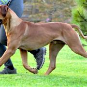 BISHAHA Volarius FCI 4