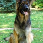 Black Jack Urban Team