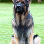 Black Jack Urban Team 2