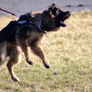 Black Jack Urban Team 3