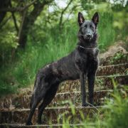 Black Lady Vom Schweizer Rudel 4