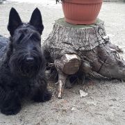 Black Talisman (FCI) RHYTM OF LOVE