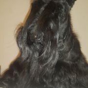 Black Talisman (FCI) RHYTM OF LOVE