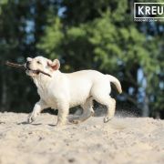 BLUE HOPE Kreuzburg 4