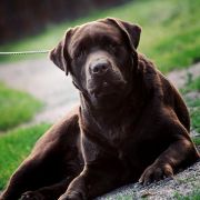 Blue Mountains Laba Arcturus