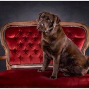 Blue Mountains Laba Arcturus