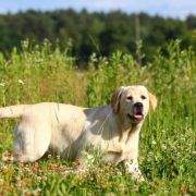 BLUE RAY Kreuzburg 3