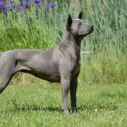 Blue Star Wataha z Rabowic