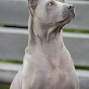 Blue Star Wataha z Rabowic 2