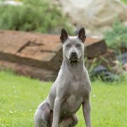 Blue Star Wataha z Rabowic 3