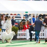 Boginya Wild West Gang