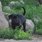 BOHEMIAN RHAPSODY Your Destiny FCI 