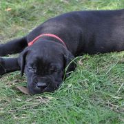 BOHEMIAN RHAPSODY Your Destiny FCI 