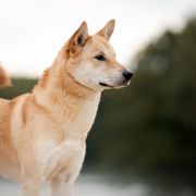 BokSil of Yuukitohokori (FCI)