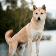 BokSil of Yuukitohokori (FCI)