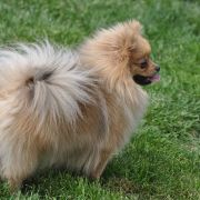 BONITA Wspólny Dom FCI 3