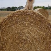 BONITA Wspólny Dom FCI 4