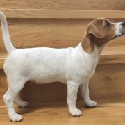 BONNIE Herbu Piorun (FCI)