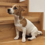 BONNIE Herbu Piorun (FCI)