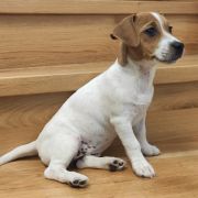 BONNIE Herbu Piorun (FCI)