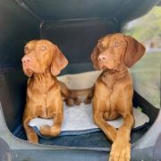 BONNIE Rusty Ark FCI