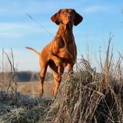 BONNIE Rusty Ark FCI