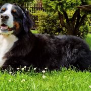 BONNIE TYLER Tasmańska Elitte 