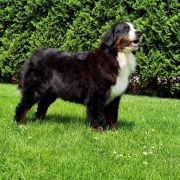 BONNIE TYLER Tasmańska Elitte 2