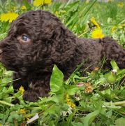 BORA BORA Pies de Perro (FCI)