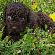 BORA BORA Pies de Perro (FCI)