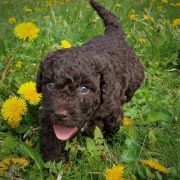 BORA BORA Pies de Perro (FCI)