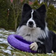 BorderForYou (FCI) ANGEL FIDŻI 2