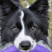 BorderForYou (FCI) ANGEL FIDŻI 3