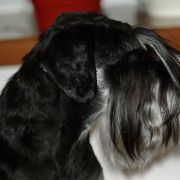 BORN TO BE CHIC IN Dolina Rivendell