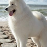 BORN TO WIN IZ MOSKOVSKAY METALY 